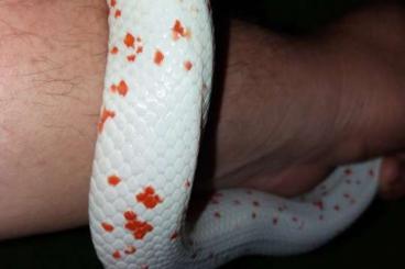 Snakes kaufen und verkaufen Photo: Palmetto cornsnake for Hamm