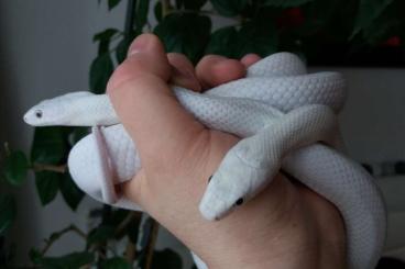 Schlangen kaufen und verkaufen Foto: Leucistic ratsnakes for Hamm