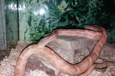 Schlangen kaufen und verkaufen Foto: Albino ratsnake for Hamm 