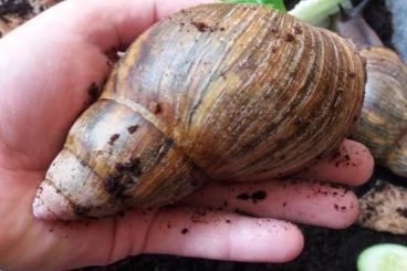 Schnecken kaufen und verkaufen Foto: Archachatina marginata suturalis for Ziva Exotica