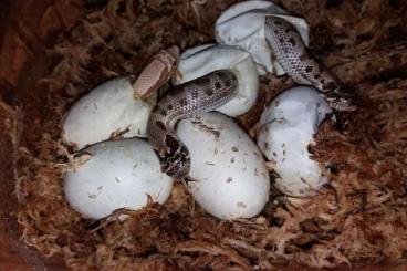 Schlangen kaufen und verkaufen Foto: Heterodon nasicus for Hamm