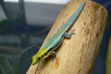 Geckos kaufen und verkaufen Foto: Taggeckos, div. Nachzuchten