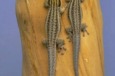 Geckos kaufen und verkaufen Foto: Phelsumen/Taggeckos, div. Nachzuchten