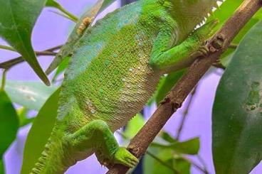 Lizards kaufen und verkaufen Photo: Captive bred trioceros quadricornis