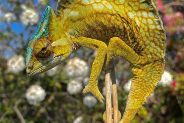 Lizards kaufen und verkaufen Photo: Captivebred Trioceros cristatus 