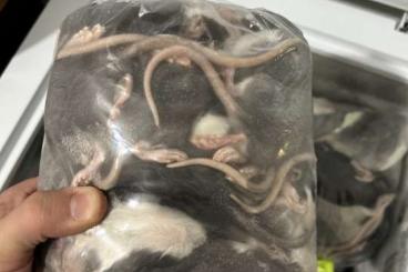 Futtertiere kaufen und verkaufen Foto: Frostfutter Ratten in verschiedenen Größen 