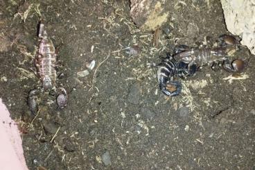 Spiders and Scorpions kaufen und verkaufen Photo: ****Pandinus imperator****
