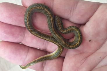 Snakes kaufen und verkaufen Photo: Lamprophis aurora CB 2023