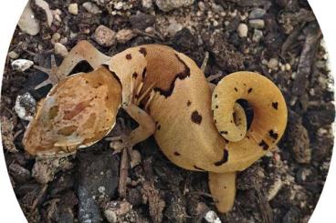 Geckos kaufen und verkaufen Foto: Cyrtodactylus (Geckoella) yakhuna