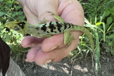 Echsen kaufen und verkaufen Foto: Anolis roquet salinei CB 2025 Echsen kaufen und verkaufen Foto: Anolis roquet salinei CB 2025