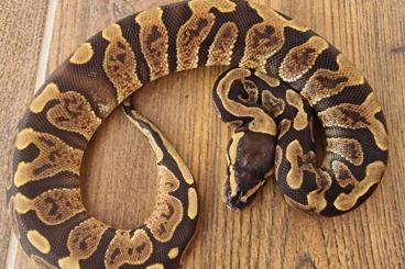 Königspythons kaufen und verkaufen Foto: Babys ball pythons cb2024