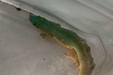 Geckos kaufen und verkaufen Photo: Phelsuma robertmertensi 2.2.4 DNZ 2024