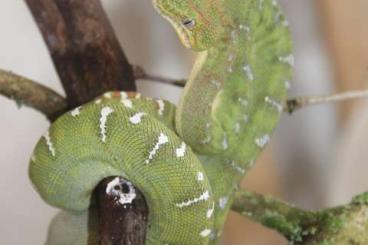 Boas kaufen und verkaufen Photo: C. caninus babies from 2023