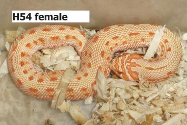 Snakes kaufen und verkaufen Photo: Heterodon nasicus own breeding