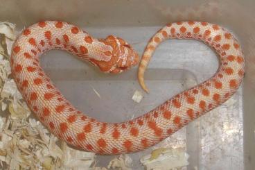 Schlangen kaufen und verkaufen Foto: Hognose - Heterodon nasicus - CB 2024 