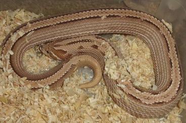 Snakes kaufen und verkaufen Photo: Hognose - Heterodon  - Breeding pair - 