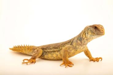 Echsen  kaufen und verkaufen Foto: Bin auf der suche nach kleinbleibende Uromastyx