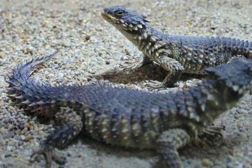 Lizards kaufen und verkaufen Photo: Bin auf der suche nach Zwerggürtelschweif