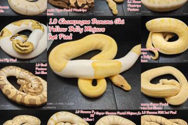 Snakes kaufen und verkaufen Photo: Köpys Sub-Adult Paket oder einzeln 