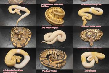 Snakes kaufen und verkaufen Photo: Köpys CB 23 Paket oder einzeln 