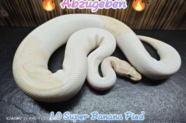 Schlangen kaufen und verkaufen Foto: Python Regius Köpys Ball Python 