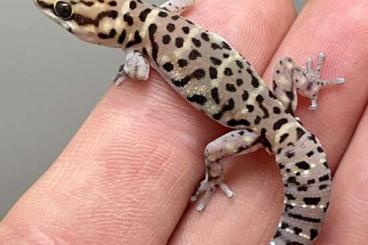 Geckos kaufen und verkaufen Foto: Pachydactylus, Pristurus, Egernia