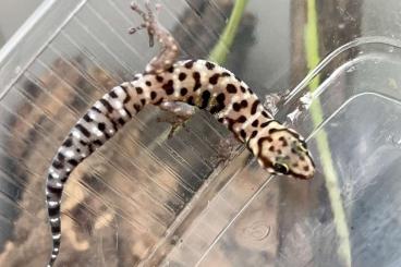 Geckos kaufen und verkaufen Foto: Pachydactylus tigrinus / macrolepis + Egernia epsisolus