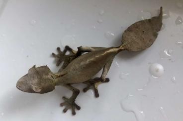 Lizards kaufen und verkaufen Photo: Uroplatus phantasticus zur Abgabe