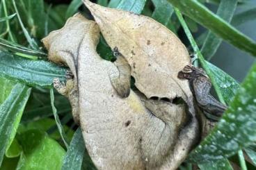 Lizards kaufen und verkaufen Photo: Uroplatus phantasticus zur Abgabe