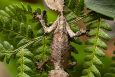 Lizards kaufen und verkaufen Photo: Uroplatus phantasticus für Hamm