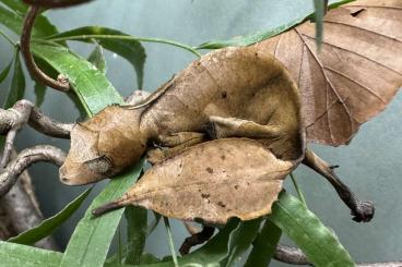 Echsen  kaufen und verkaufen Foto: Uroplatus phantasticus für Hamm