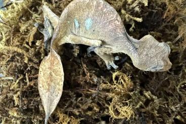 Echsen  kaufen und verkaufen Foto: Uroplatus phantasticus und ebenaui für Hamm