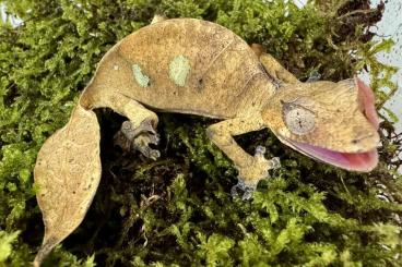 Echsen  kaufen und verkaufen Foto: Uroplatus eigene Nachzuchten zur Abgabe