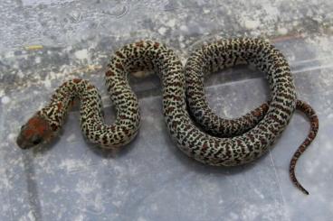 Schlangen kaufen und verkaufen Foto: Ultragranits Lampropeltis mexicana NZ 24