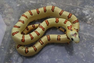 Snakes kaufen und verkaufen Photo: Pinstripe Yellow L.leonis (Highland Herp line) NZ 24