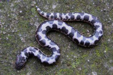 Schlangen kaufen und verkaufen Foto: Reduced Pattern Sand Boas-Eryx colubrinus