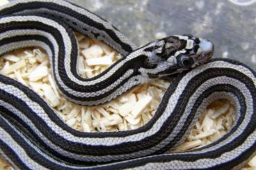 Schlangen kaufen und verkaufen Foto: Microscale Corn snakes-Pantherophis guttatus NZ 24