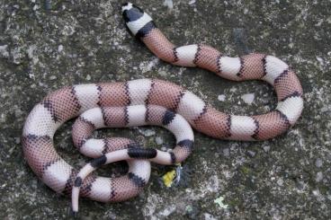 Snakes kaufen und verkaufen Photo: For December Hamm - Anery aberrants L.t. Stuarti NZ 24