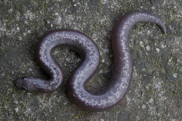 Schlangen kaufen und verkaufen Foto: Eryx colubrinus - Sand boas NZ 2024