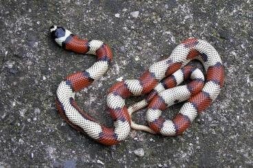 Schlangen kaufen und verkaufen Foto: Aberrants Lampropeltis t.Stuarti NZ 2024  Hamm