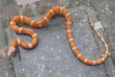 Schlangen kaufen und verkaufen Foto: 1,0 NZ 24  Albino Hypo E Lemon Lampropeltis t.nelsoni