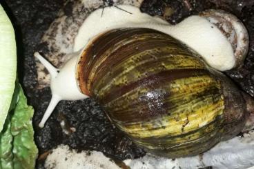 Mollusca kaufen und verkaufen Photo: Hamm, Rundgang der Tribünenhalle