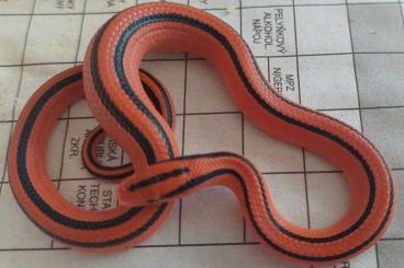 Snakes kaufen und verkaufen Photo: Oreocryptophis porphyraceus coxi