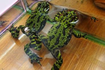 frogs kaufen und verkaufen Photo: Suche 1,0 oder 2,0 Chinesische Rotbauchunken, Bombina orientalis