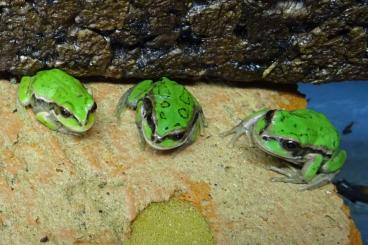 Frösche  kaufen und verkaufen Foto: Gebe Beutelfrösche (Gastrotheca riobambae) NZen 2024 ab