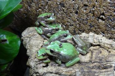 frogs kaufen und verkaufen Photo: Rio Bamba-Beutelfrösche, Chin. Rotbauchunken, Schwertschwanzmolche