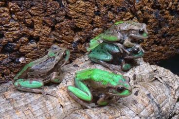 frogs kaufen und verkaufen Photo: Biete 3,1  Rio-Bamba-Beutelfrösche für Börse Ulm