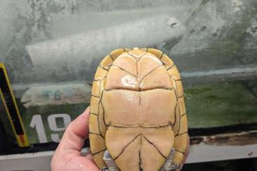 Schildkröten  kaufen und verkaufen Foto: 0.6 Kinosternon leucostomum 