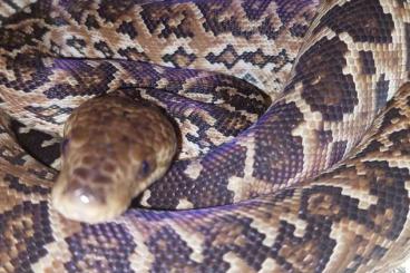 Snakes kaufen und verkaufen Photo: Cuban boa - Chilabothrus angulifer