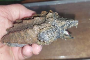 Schildkröten  kaufen und verkaufen Foto: Macrochelys temminckii CB23